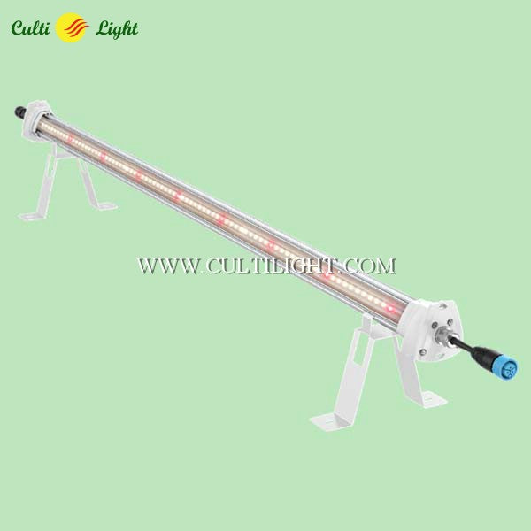 Inter Lighting Indoor greenhouse lighting systems for horticulture