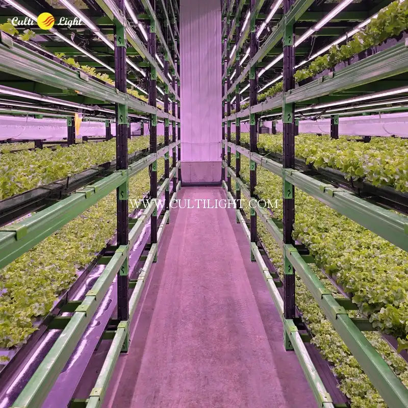 Vertical farming with green plants on shelves and CultiLight branding.
