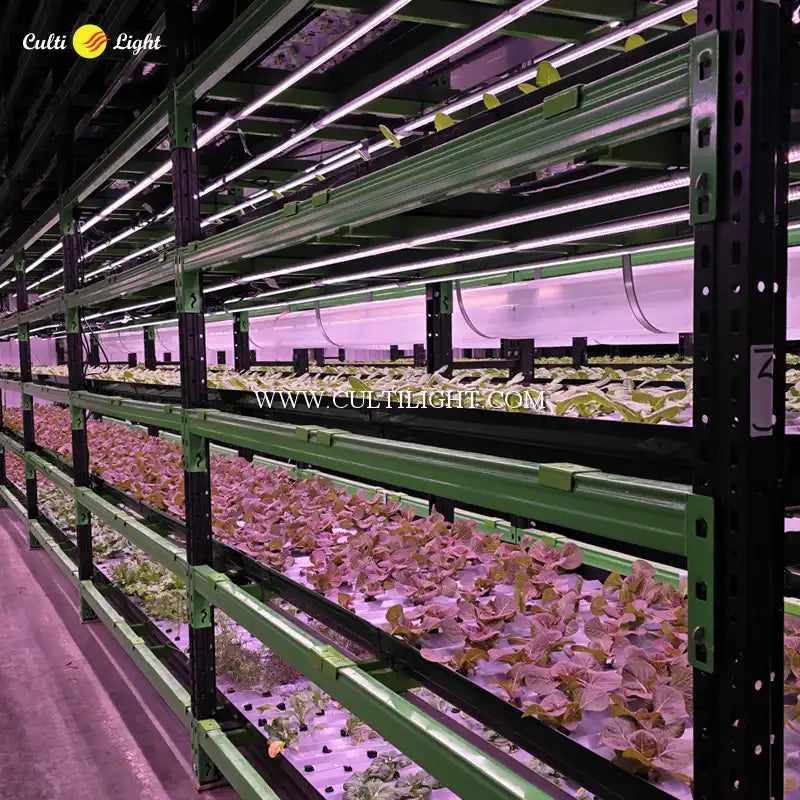 Growth chamber with plants under VertiFlux LED lights, 