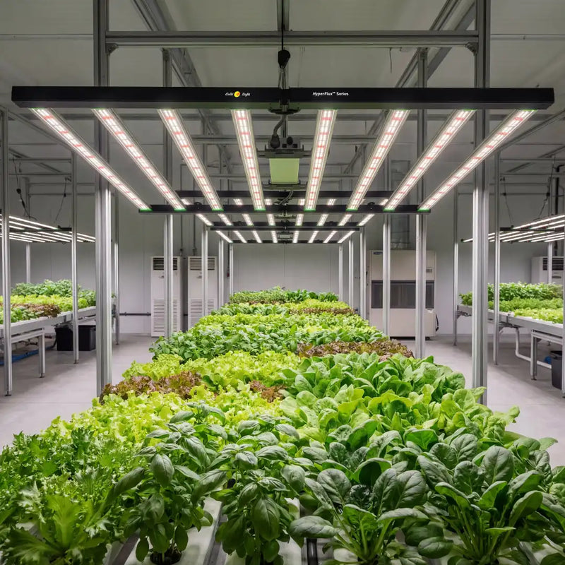 Growth chamber with plants under LED lights