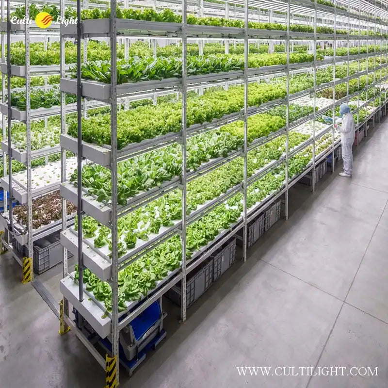 Vertical farming setup with plants on shelves in a controlled environment, Cultilight logo visible.