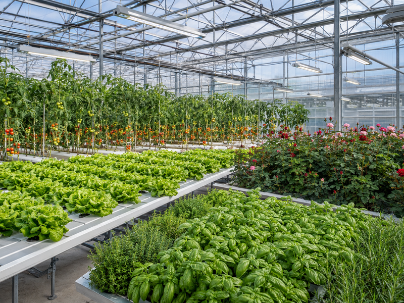 Tomatoes, lettuce, fresh herbs and roses growing beneath LED lighting in a commercial greenhouse.