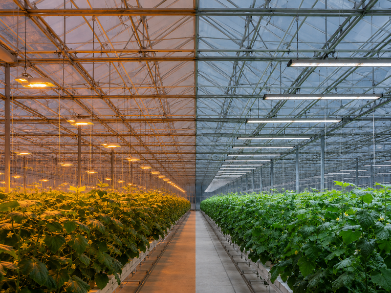LED and HPS grow lights compared above crops in a commercial greenhouse.
