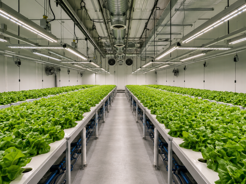 Commercial indoor lettuce farm with LED lighting, hydroponic benches and controlled-environment systems.