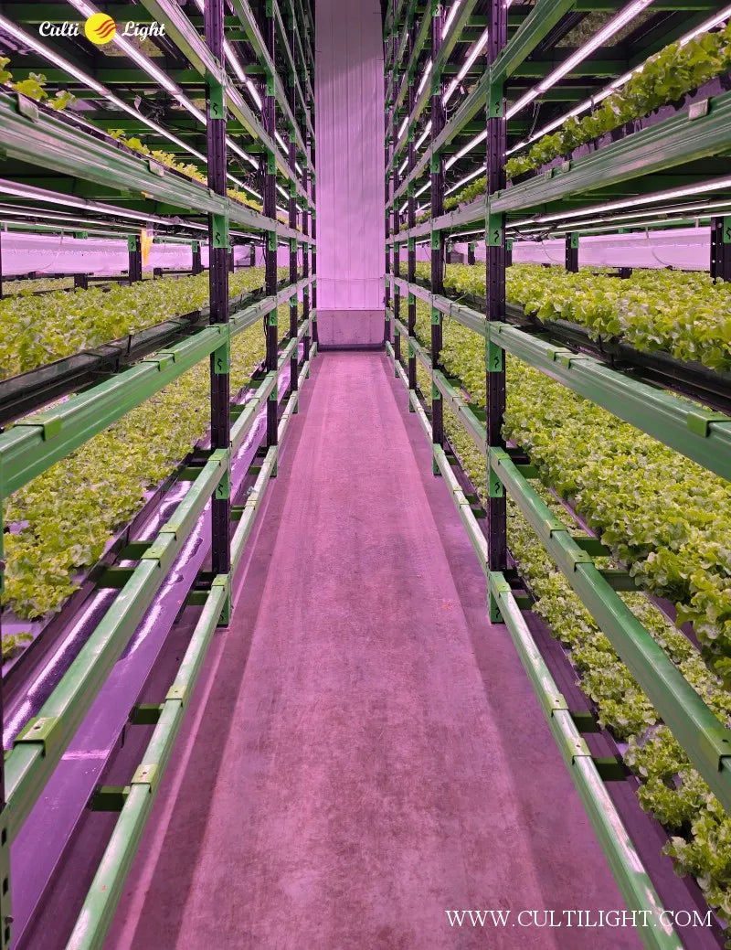 Vertical farming facility with green plants and CultiLight Led lighting