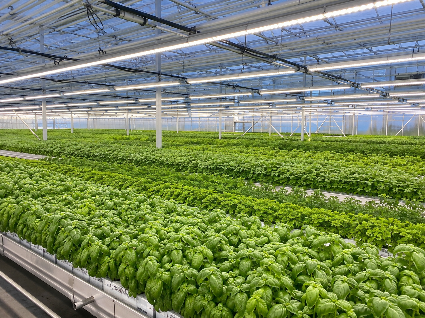Uniform commercial herb canopies growing beneath evenly spaced neutral-white LED fixtures in a modern greenhouse.