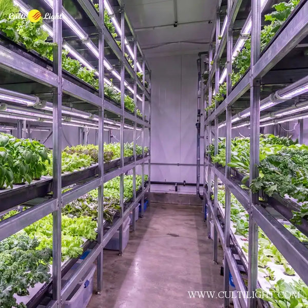 Vertical farm with rows of green plants under VertiFlux LED lights