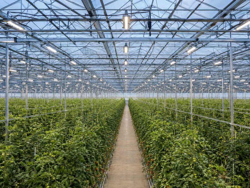 Commercial LED horticultural lighting system installed above tomato rows in a modern greenhouse.
