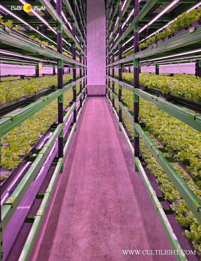 Cultilight_Vertical_farm_growing_Lights_for_lettuce_and_Greens