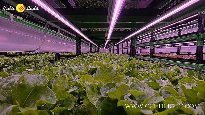 Lettuce grow light